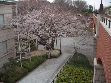 0326sakura.jpg