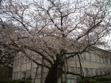 0326sakura2.jpg